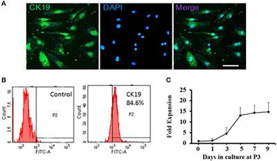 Effects of Neuropeptide Substance P on Proliferation and β-Cell Differentiation of Adult Pancreatic Ductal Cells